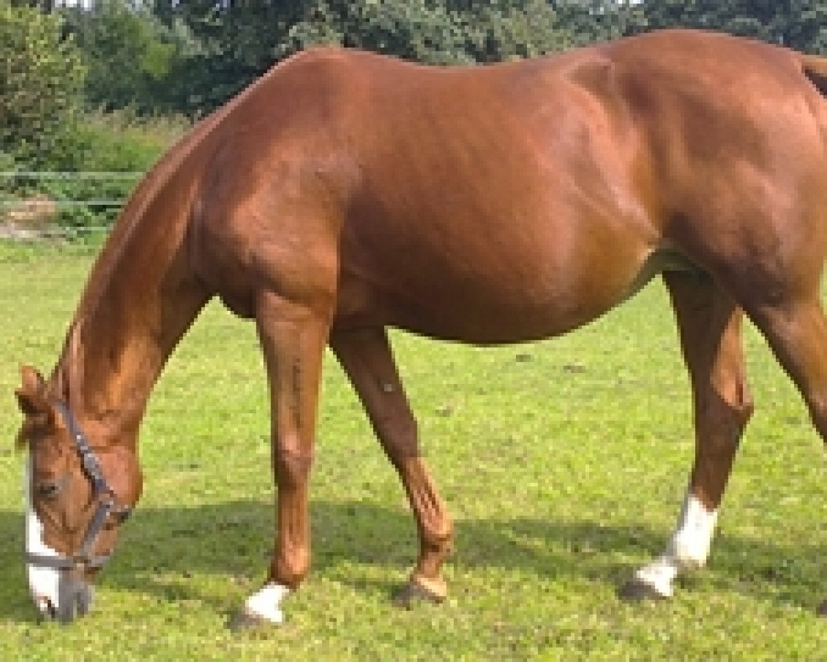 broodmare Wonderbra (Hanoverian, 1996, from Wolkentanz I)