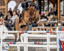 jumper Stachado PS (Oldenburg show jumper, 2012, from Stakkatol)