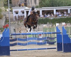 jumper Paullo Z (Zangersheide riding horse, 2012, from President)