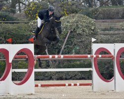 jumper Flash-Somara (KWPN (Royal Dutch Sporthorse), 2010, from VDL Wittinger)