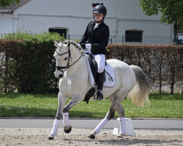 Dressurpferd Katja 246 (Pony ohne Rassebezeichnung, 2009)