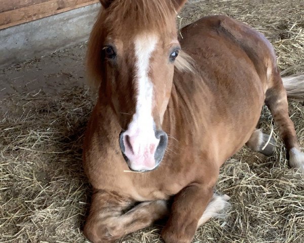 Pferd Rocky 126 (Isländer-Mix, 1996)