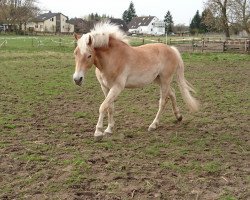 horse Novalis (Navaro) (Haflinger, 2014, from New Age)