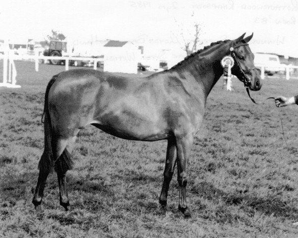 Zuchtstute Rotherwood Rhapsody (British Riding Pony, 1983, von Twylands Troubadour)