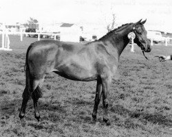 broodmare Rotherwood Rhapsody (British Riding Pony, 1983, from Twylands Troubadour)