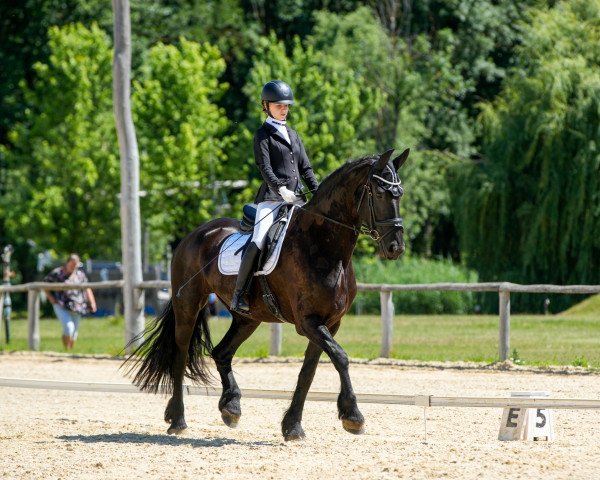 Pferd Madelientje Ris. (Friese, 2012, von Aan 416)