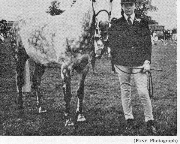 horse Naseel Namoos II (British Riding Pony, 1956, from Naseel ox)