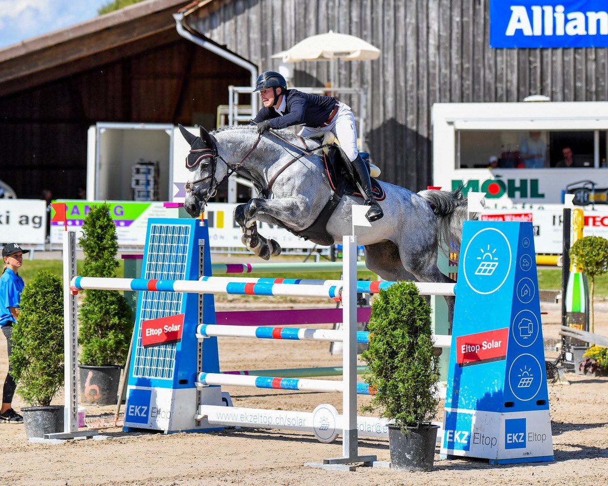 Springpferd Batida de Coco 70 (Hannoveraner, 2011, von Balou du Rouet)