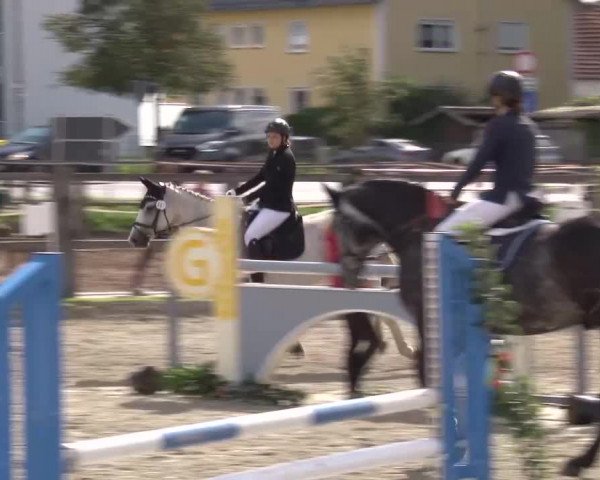 Reitturnier Poxdorf/Ofr 2023