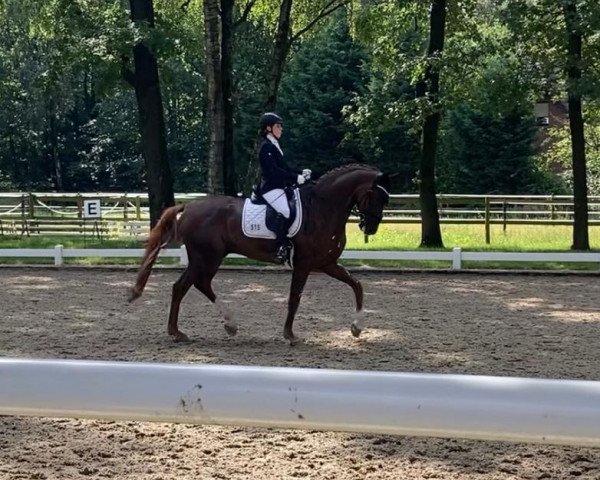 dressage horse Fun 15 (Westphalian, 2018, from For Romance I)