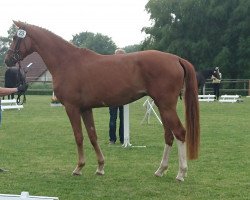 dressage horse Bellessa (Hanoverian, 2013, from Belissimo NRW)