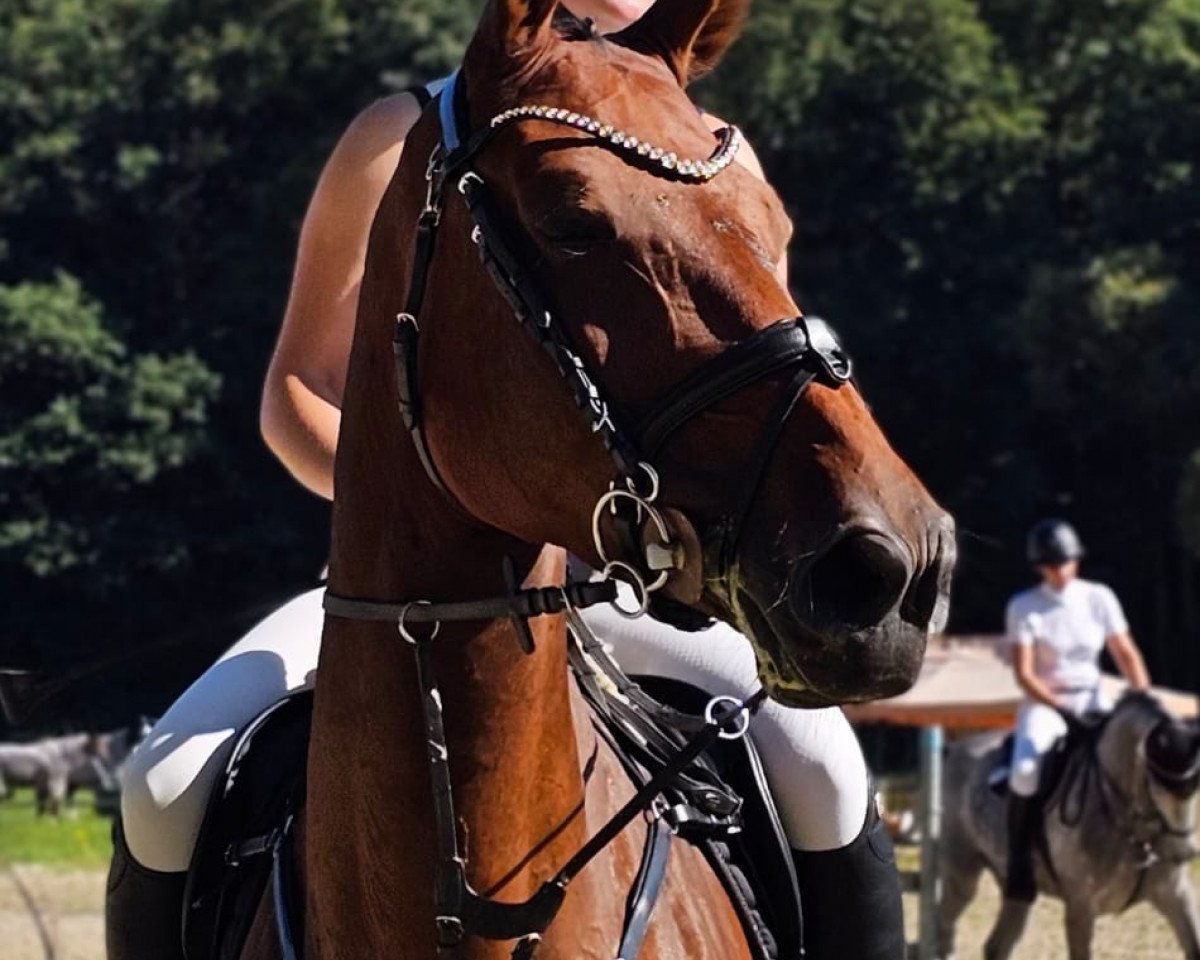 Springpferd Dakota de Tiji (Zangersheide Reitpferd, 2017, von Doree van de Moskifarm)