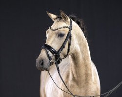 stallion DaVinci (German Riding Pony, 2019, from D-Power AT)