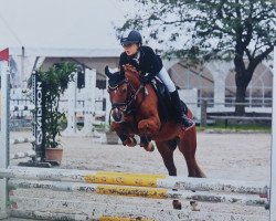 Springpferd Carlo 341 (Welsh Pony (Sek.B), 2003, von Rosenhof Chico)