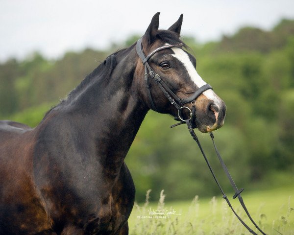 broodmare Hazel Billy Jean (Welsh-Cob (Sek. D), 2010, from Unicorn Brenin)