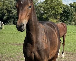 jumper Kimberly (KWPN (Royal Dutch Sporthorse), 2023, from Kannan)