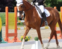 dressage horse Forever nice (Hanoverian, 2011, from Fürst Nymphenburg)