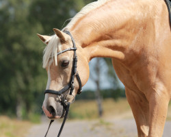 dressage horse Tango 301 (Welsh-Pony (Section B), 2008, from Timing)