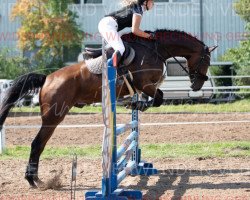 Springpferd Carsten P (Oldenburger, 2017, von Casiro I)