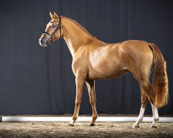 dressage horse Casey Cooper (German Riding Pony, 2019, from Cooper County WE)