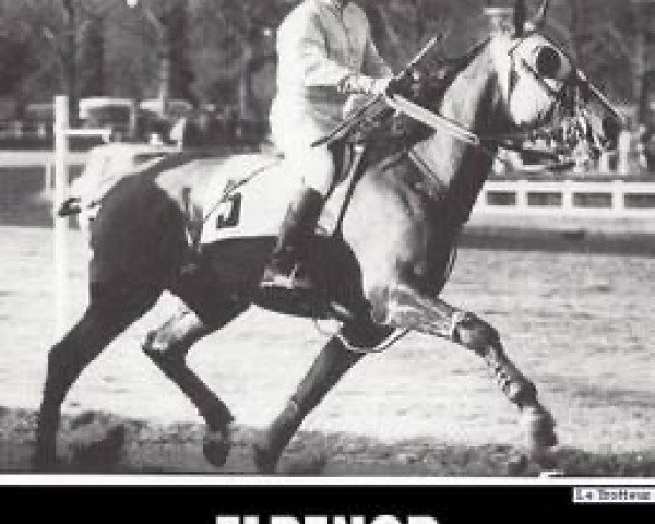 stallion Elpenor (FR) (French Trotter, 1970, from Quioco (FR))
