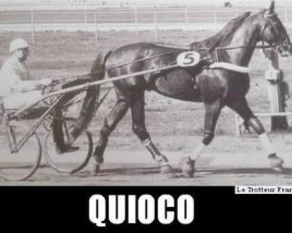 stallion Quioco (FR) (French Trotter, 1960, from Vermont (FR))