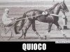 Deckhengst Quioco (FR) (Französischer Traber, 1960, von Vermont (FR))