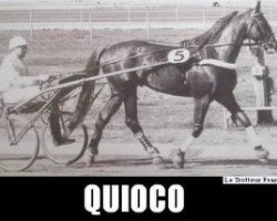 stallion Quioco (FR) (French Trotter, 1960, from Vermont (FR))