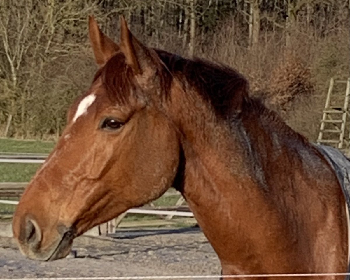 Springpferd Galiano de Melandrie (Selle Français, 2016, von Fetiche Du Pas)