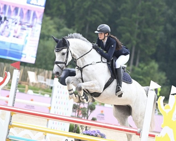 jumper Cool and Clean H (Oldenburg show jumper, 2016, from Cellestiano)