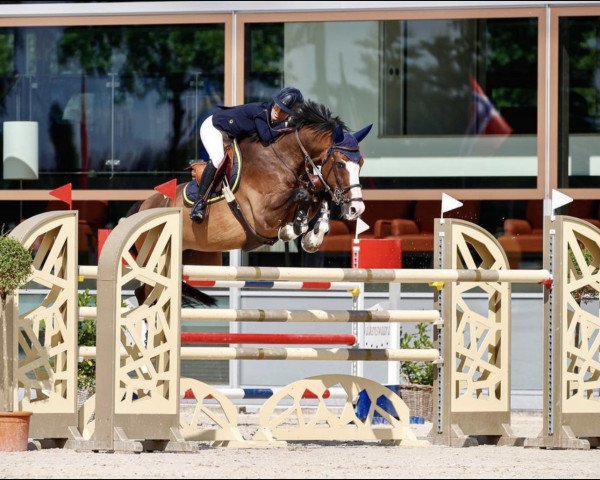 jumper Vesthigo Z (Zangersheide riding horse, 2009, from Vigo d'Arsouilles)
