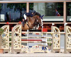 jumper Vesthigo Z (Zangersheide riding horse, 2009, from Vigo d'Arsouilles)