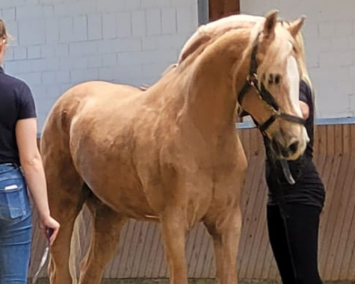 Deckhengst Meran Gold (Deutsches Reitpony, 1999, von Made in Germany)