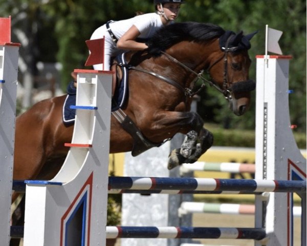 jumper Caring Justice (Swedish Riding Pony, 2008, from Careful 28)