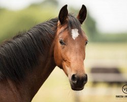 broodmare Sardona (Westphalian, 2015, from Scuderia)