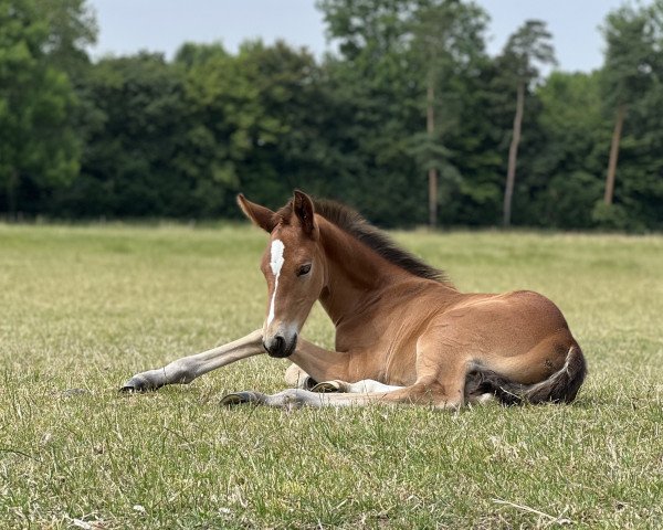 dressage horse Korkie (Westphalian, 2022, from Escolar)