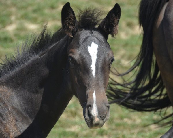 jumper Soley CH (Swiss Warmblood, 2023, from Croesus)