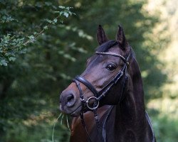 broodmare Releika (Westphalian, 2009, from Rubitano)