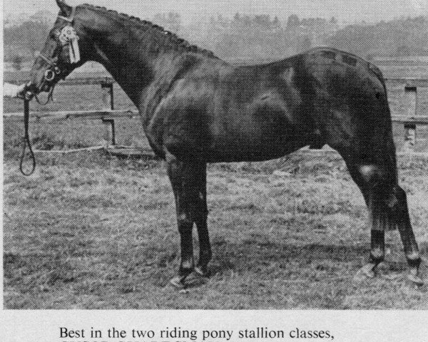 horse Cusop Guardsman (Welsh Partbred, 1967, from Cusop Policy)