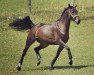 dressage horse Greta Gabor (Oldenburg, 2015, from Grey Flanell)