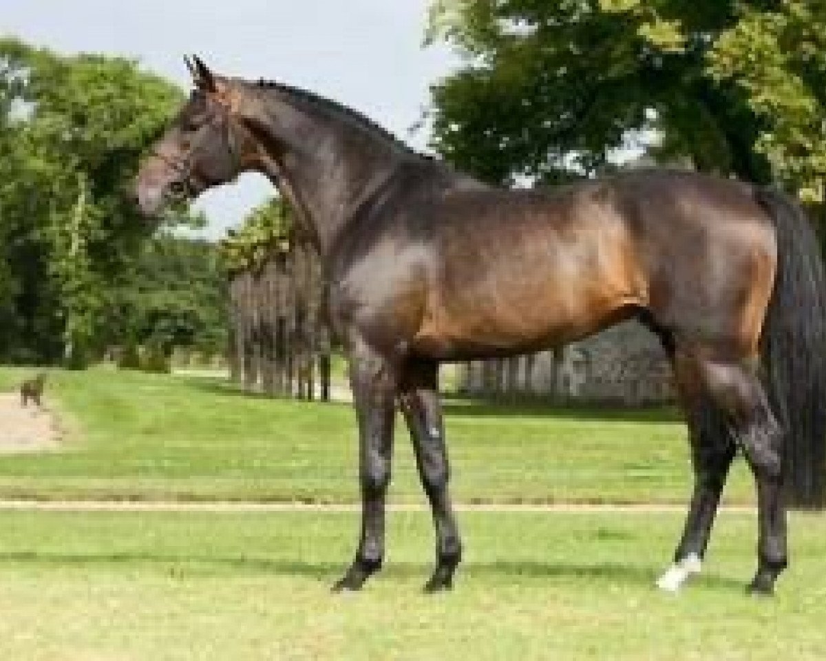 stallion Churchill (Holsteiner, 2007, from Con Air)