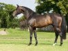 stallion Churchill (Holsteiner, 2007, from Con Air)