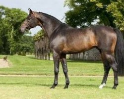 stallion Churchill (Holsteiner, 2007, from Con Air)