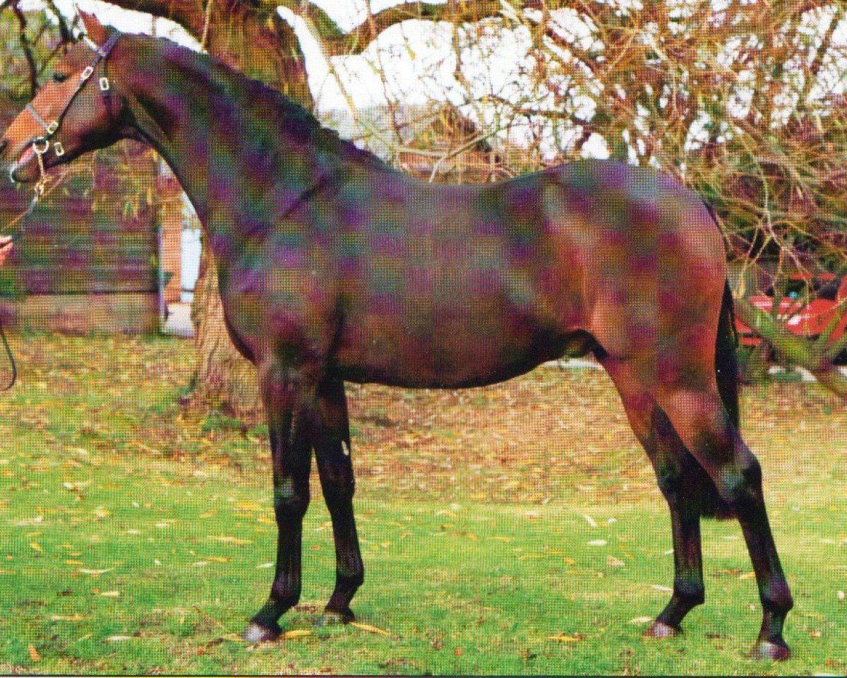 stallion Syon Splendour (British Riding Pony, 1987, from Glenfield Cottage Whisper)