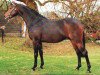 Deckhengst Syon Splendour (British Riding Pony, 1987, von Glenfield Cottage Whisper)