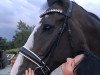 dressage horse Classic Bert B (Holsteiner, 2004, from Casall Ask)