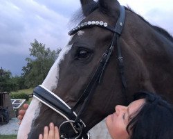 dressage horse Classic Bert B (Holsteiner, 2004, from Casall)