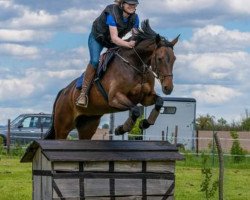 jumper Fatou 6 (Hanoverian, 2008, from For Edition)