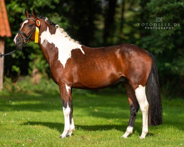 Deckhengst Showman S (Deutsches Pferd, 2020, von Strahlemann)