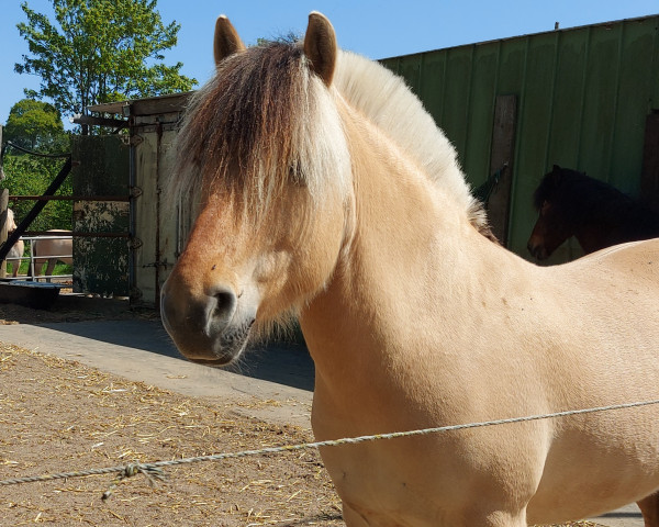 Pferd Iwen von Hofdreilinden (Fjordpferd, 2019, von Iskko)